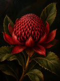 Waratah framed botanical art print in deep, moody tones, natural timber frame, Night Garden by CENDREVA